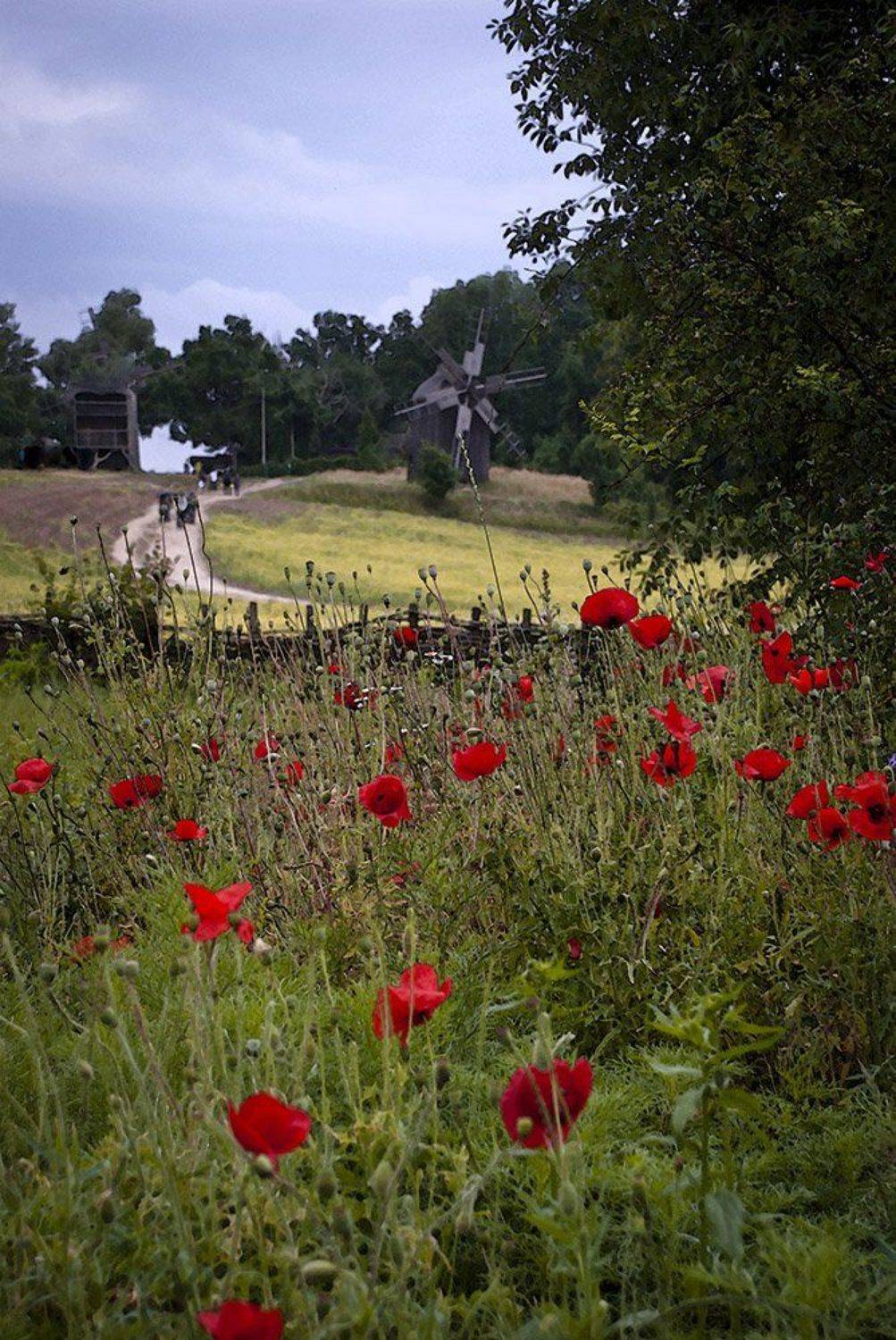лето,маки,мельница,дорога., Александр