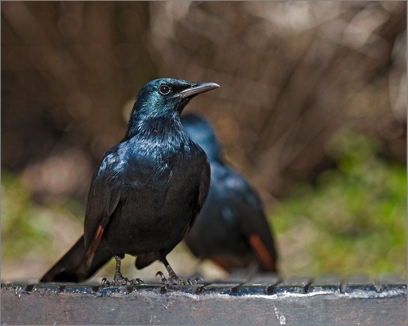птички, путешествия, природа Птички фото превью