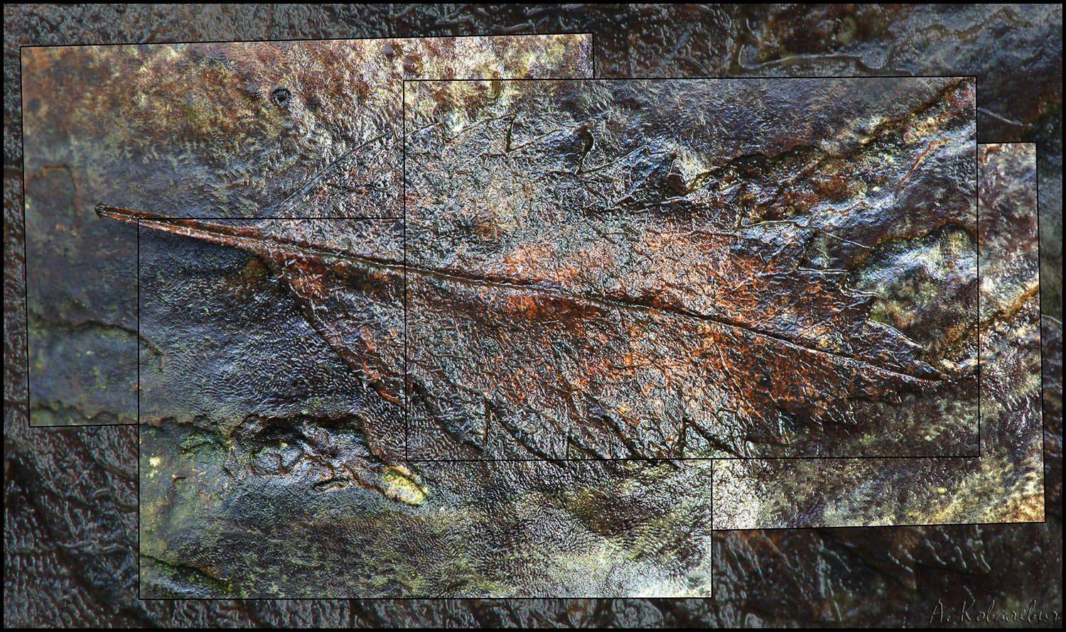 , Ковалевич А.