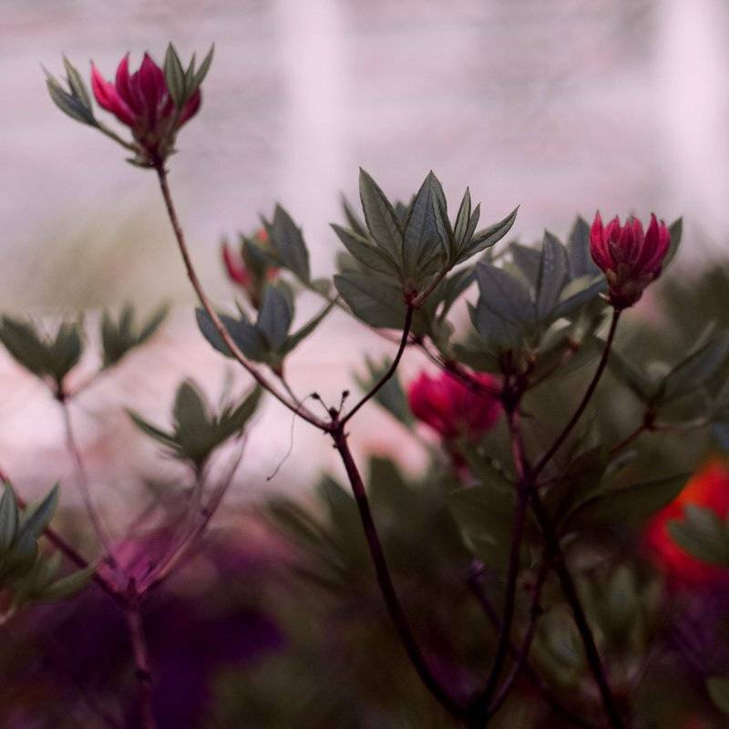 , Дмитрий Тараторкин