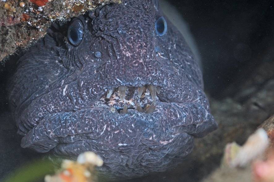 , Андрей Шпатак