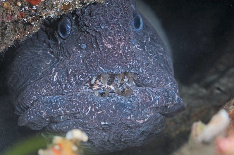 Портрет одной, не молодой, но интересной  дамы. фото превью