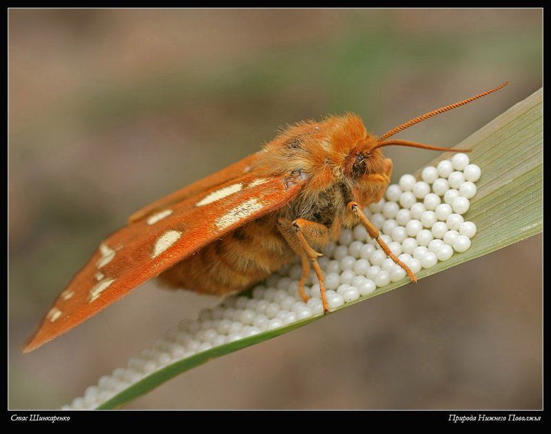 Дама с жемчугами фото превью
