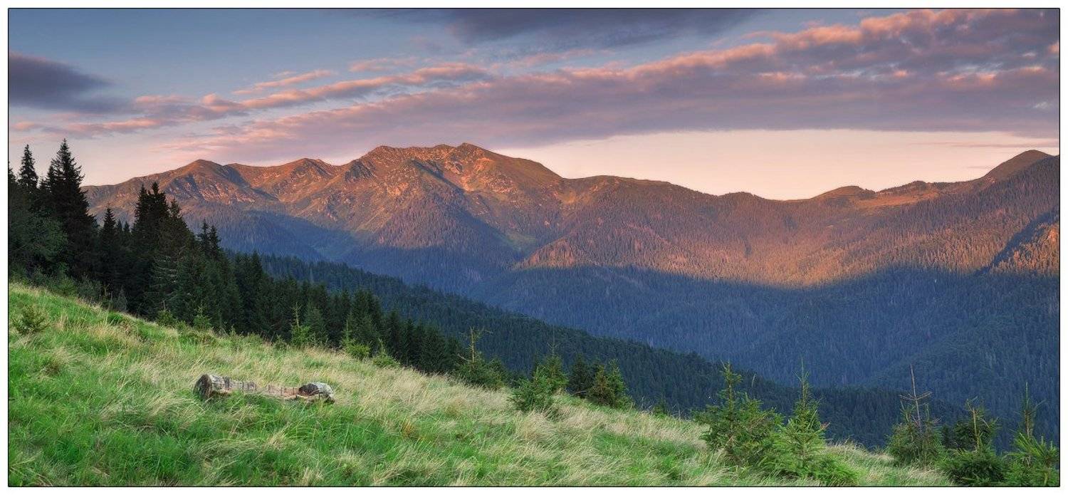 , Денис Кривой