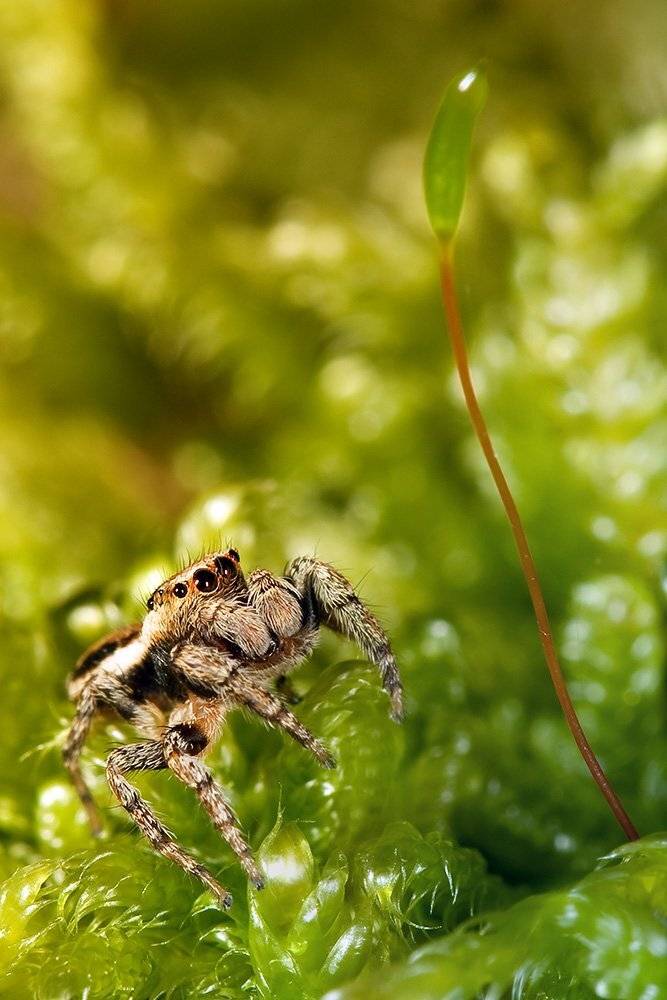 мох, скакун, паук, макро, Linas T