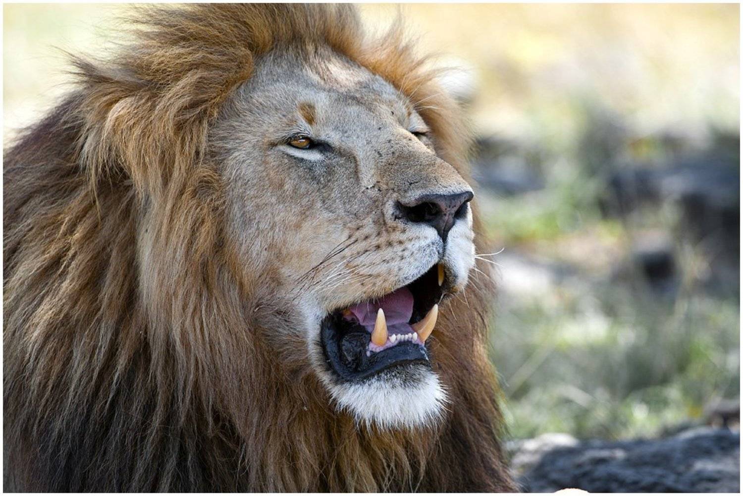 лев, кения, , портрет, Roman Gamurar