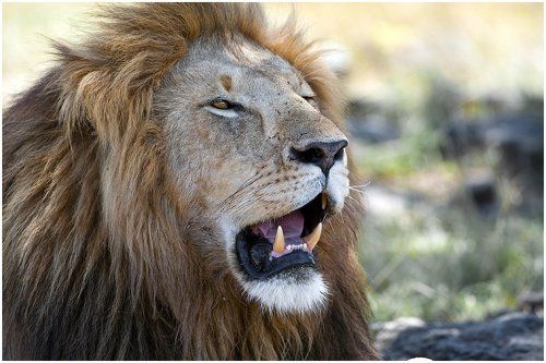 Портрет Царя.