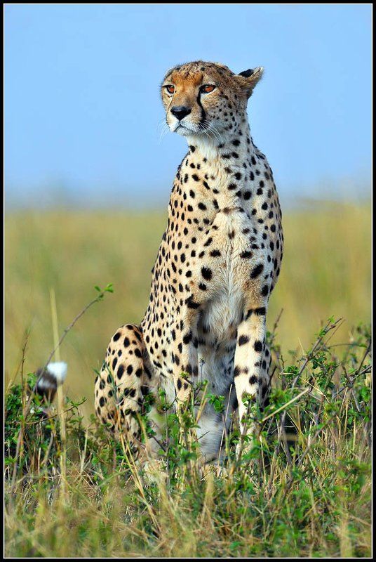 кения, чита На охоте. фото превью