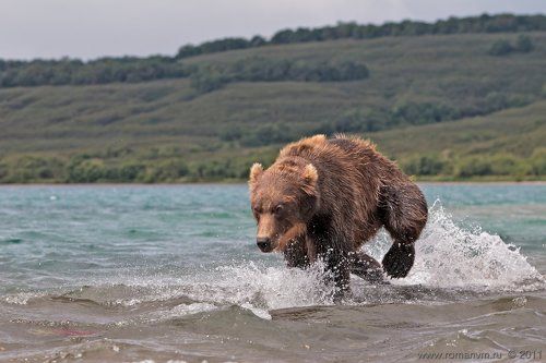 Погоня, погоня, погоня...