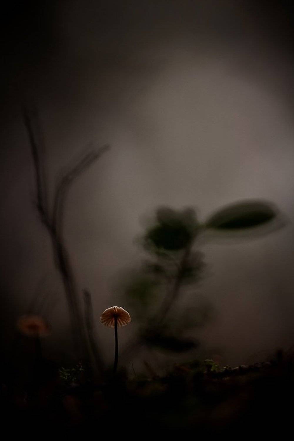 гриб, сумрак, лес, Юлия