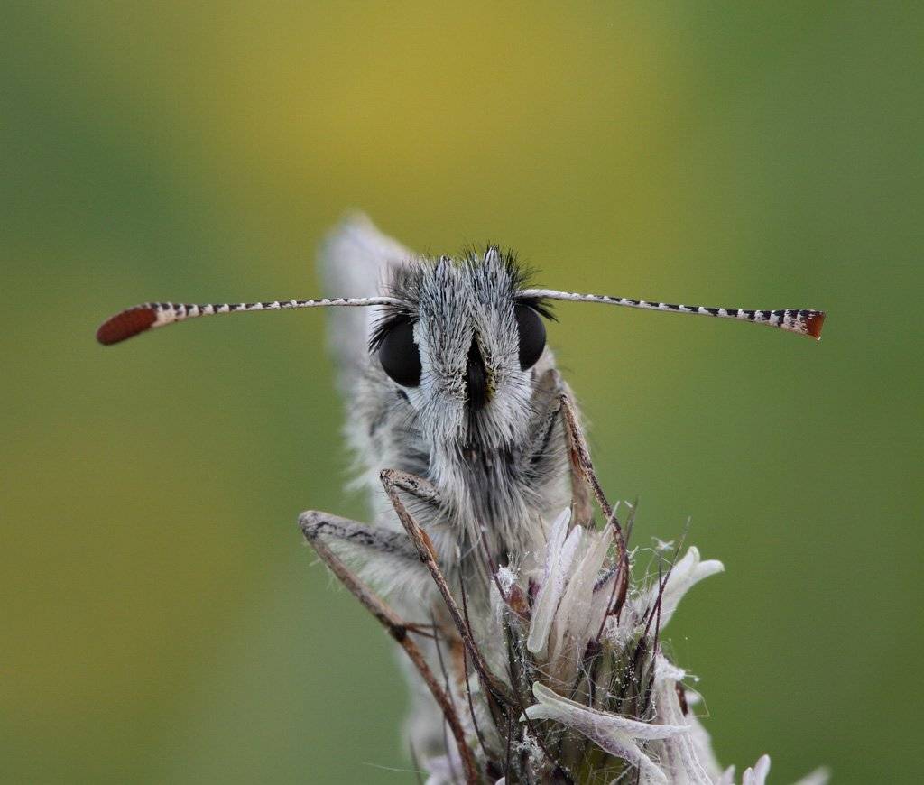 , Сергей Таланов