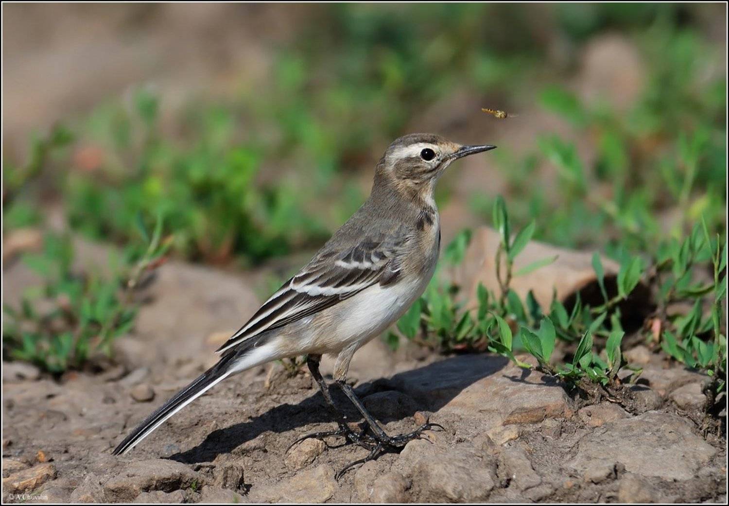 трясогузка,зззз,мушка, Александр Чувилин