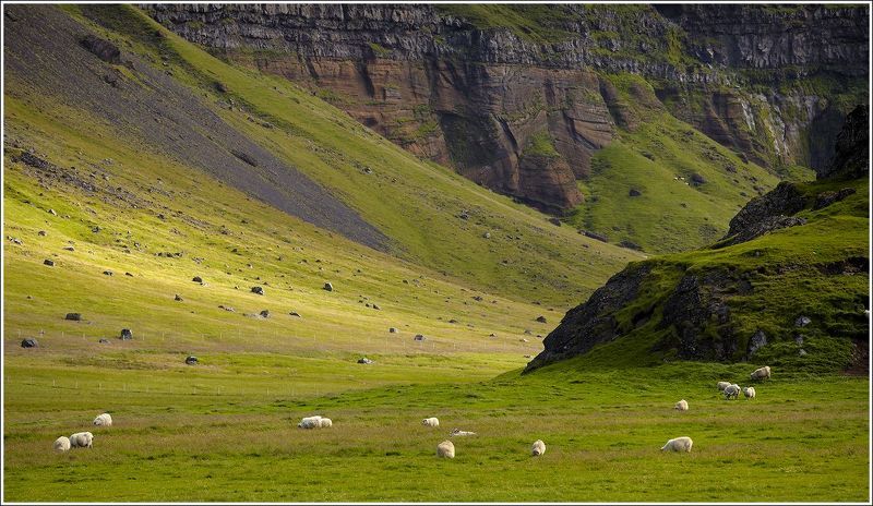 овечка Овечки - это не только ценный мех... фото превью