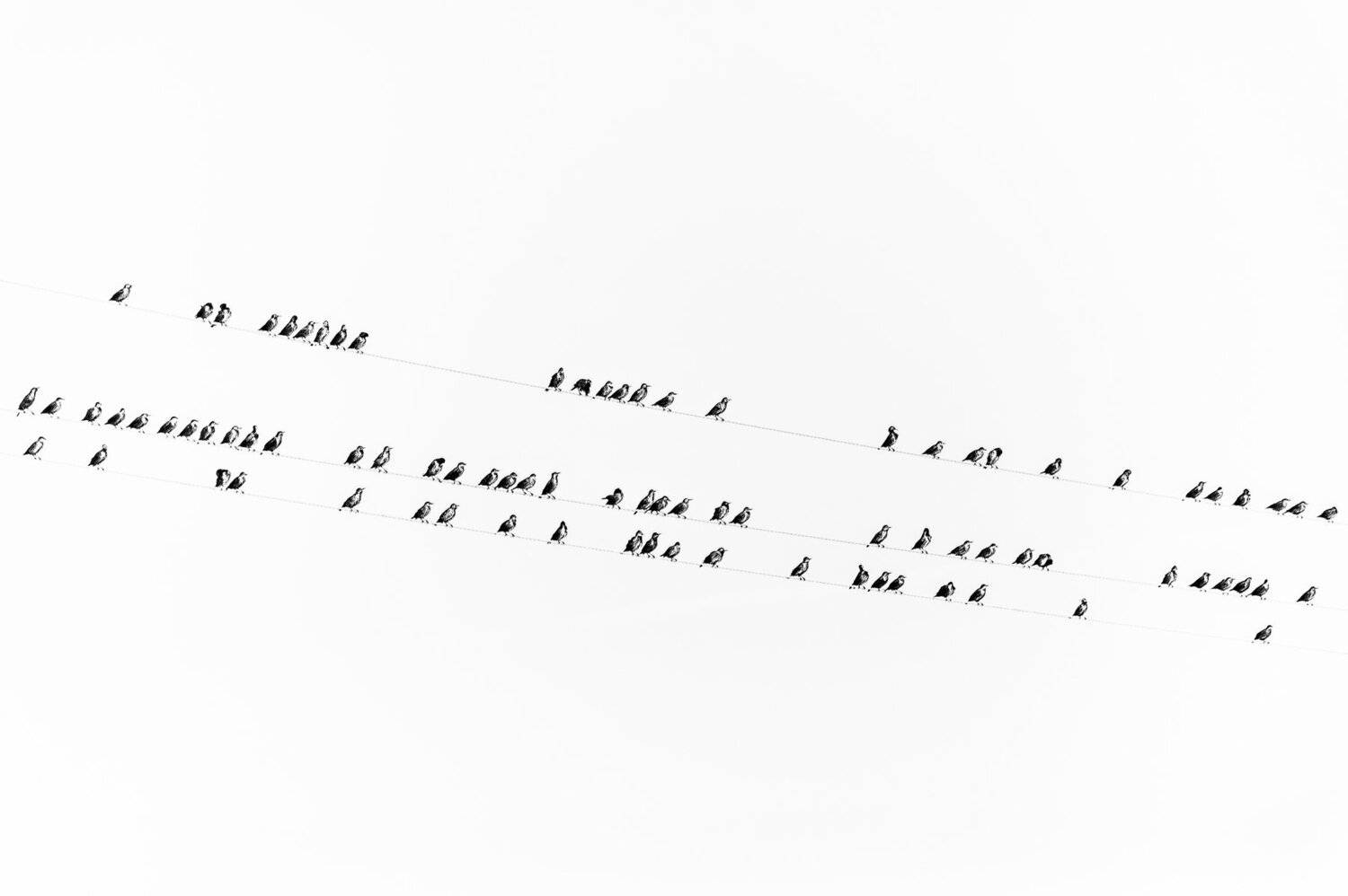 , Николай Смолянкин