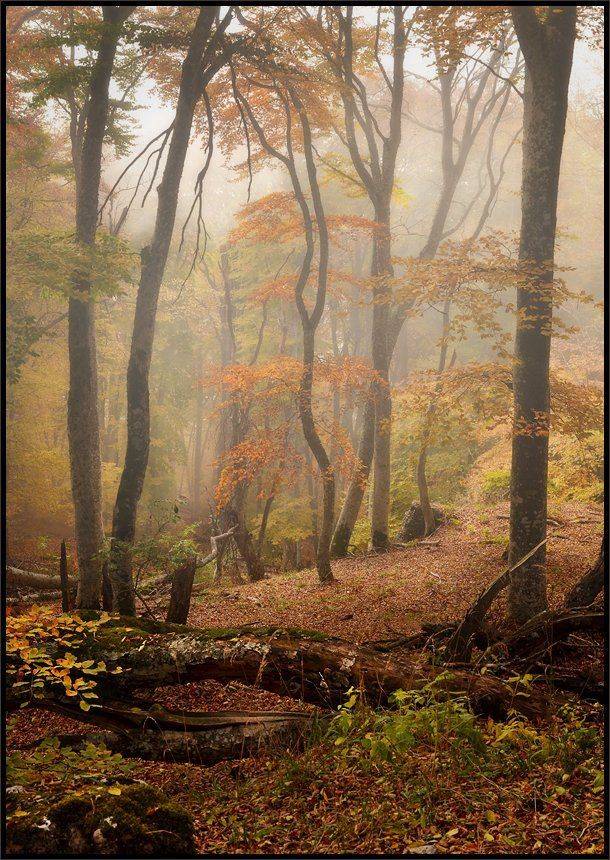 , Владимир Метцгер