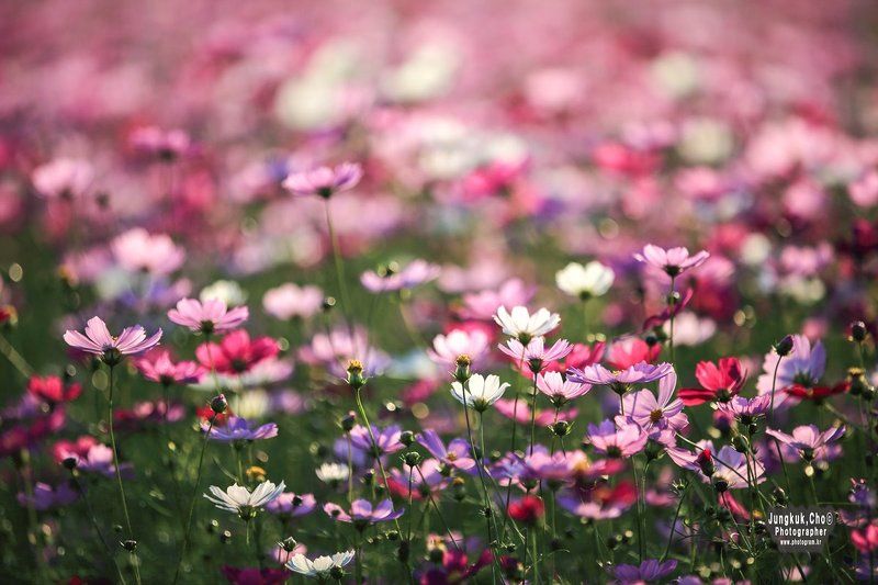 COSMOS фото превью