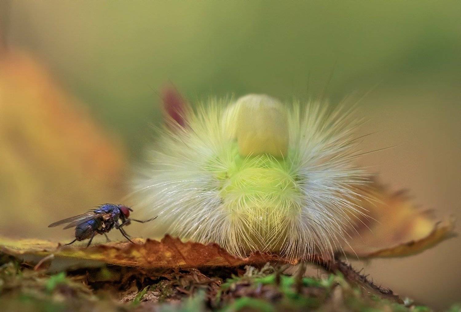 , Валерия Зверева