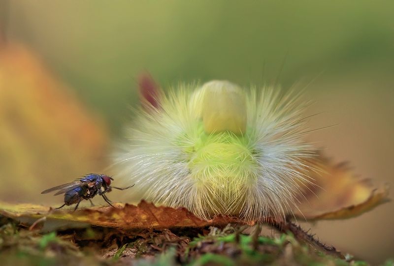 Привет, красотка! фото превью