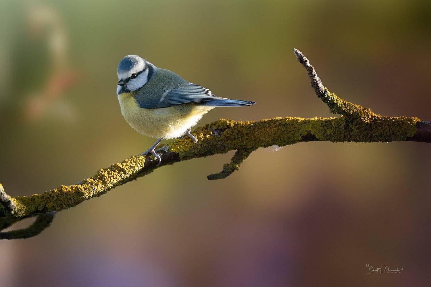 природа, лес, животные, птицы, Дмитрий Посевич