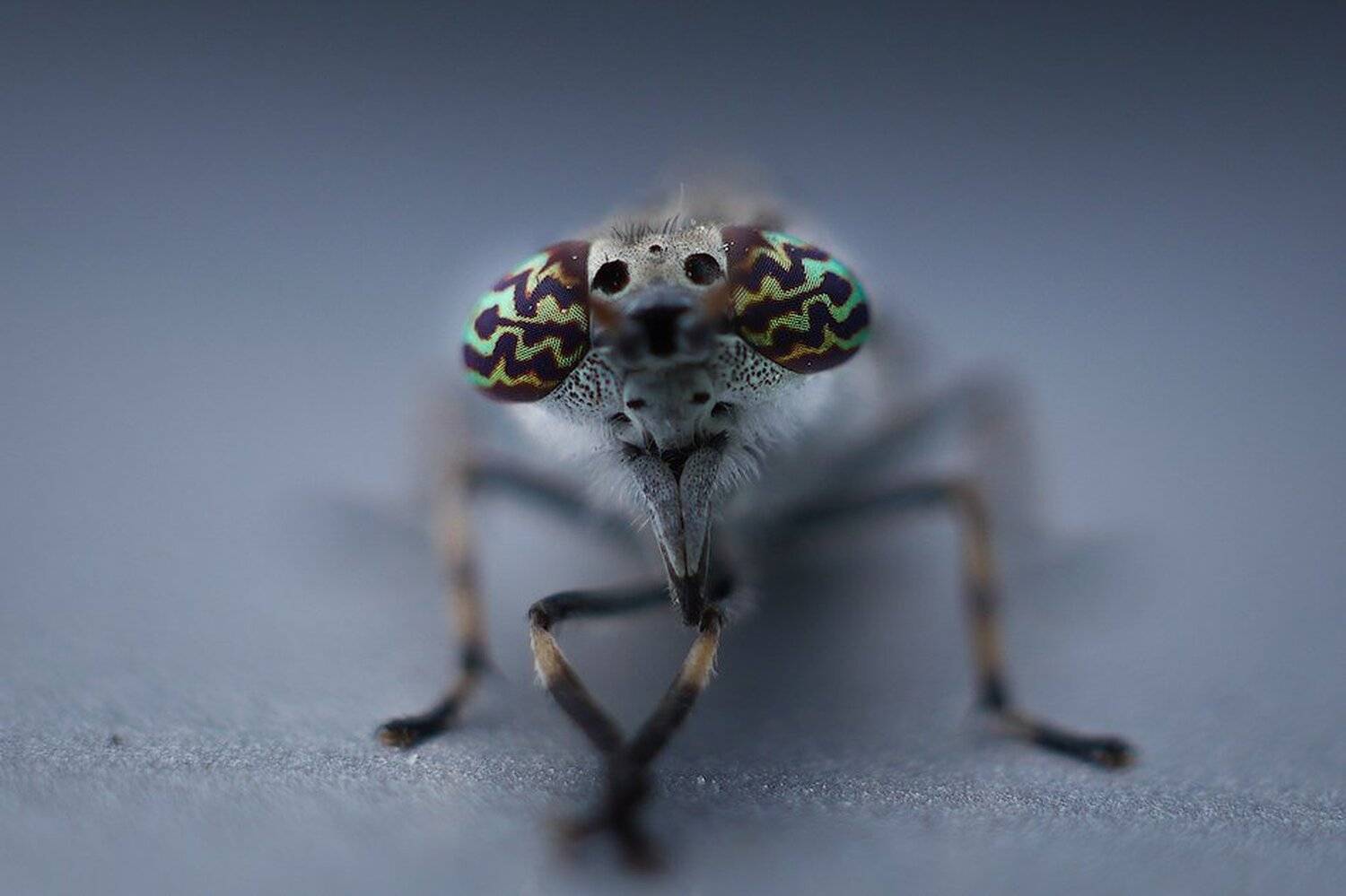 macro,макро, Евгений Лукашук