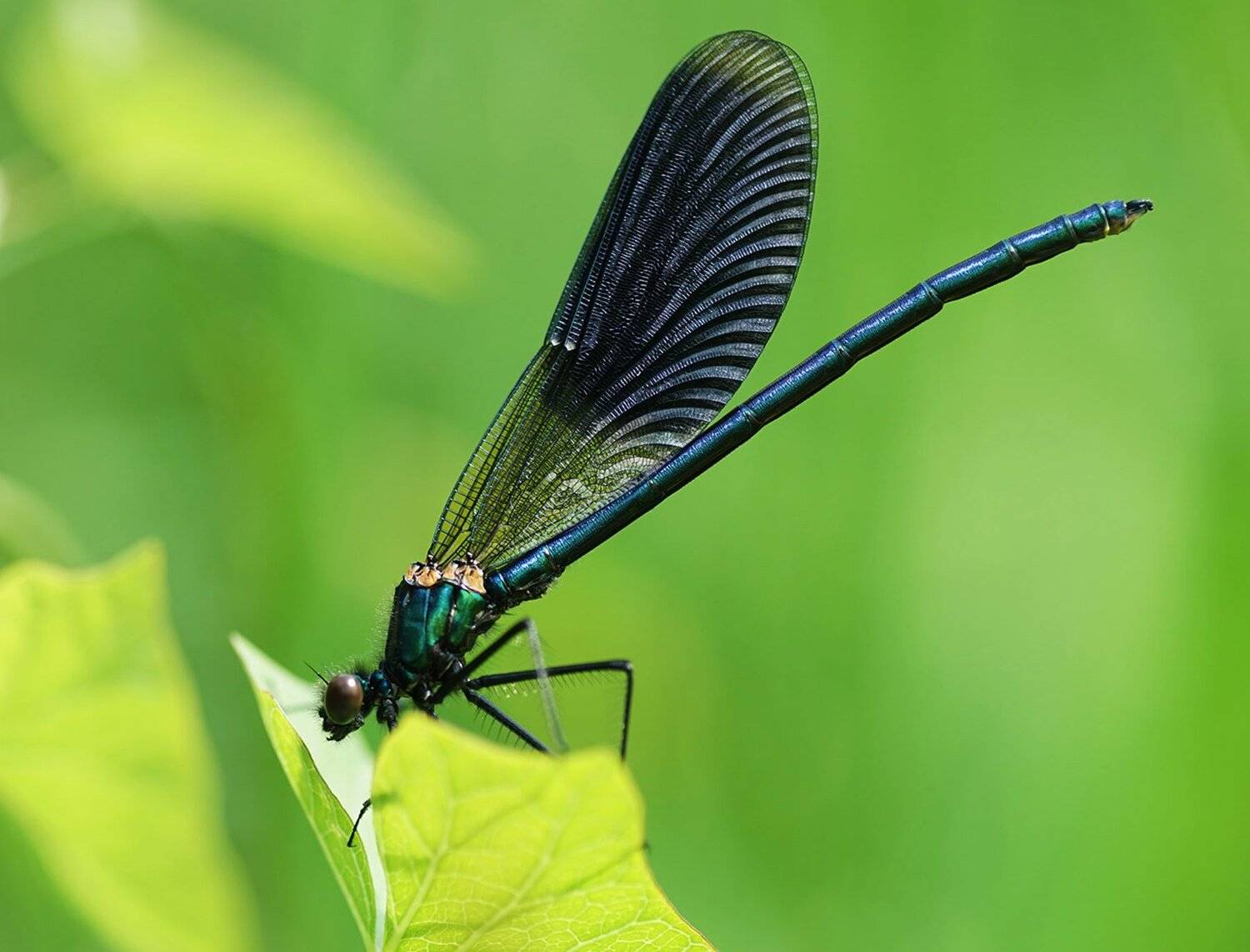 , Красимир Георгиев