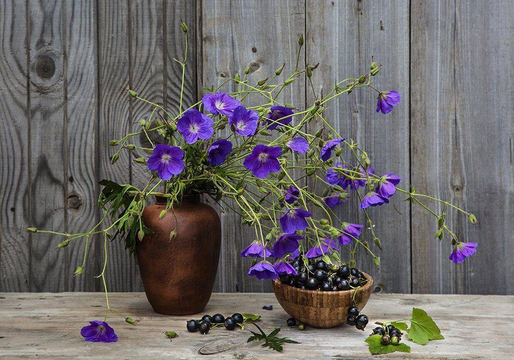 Герань  смородина, Татьяна