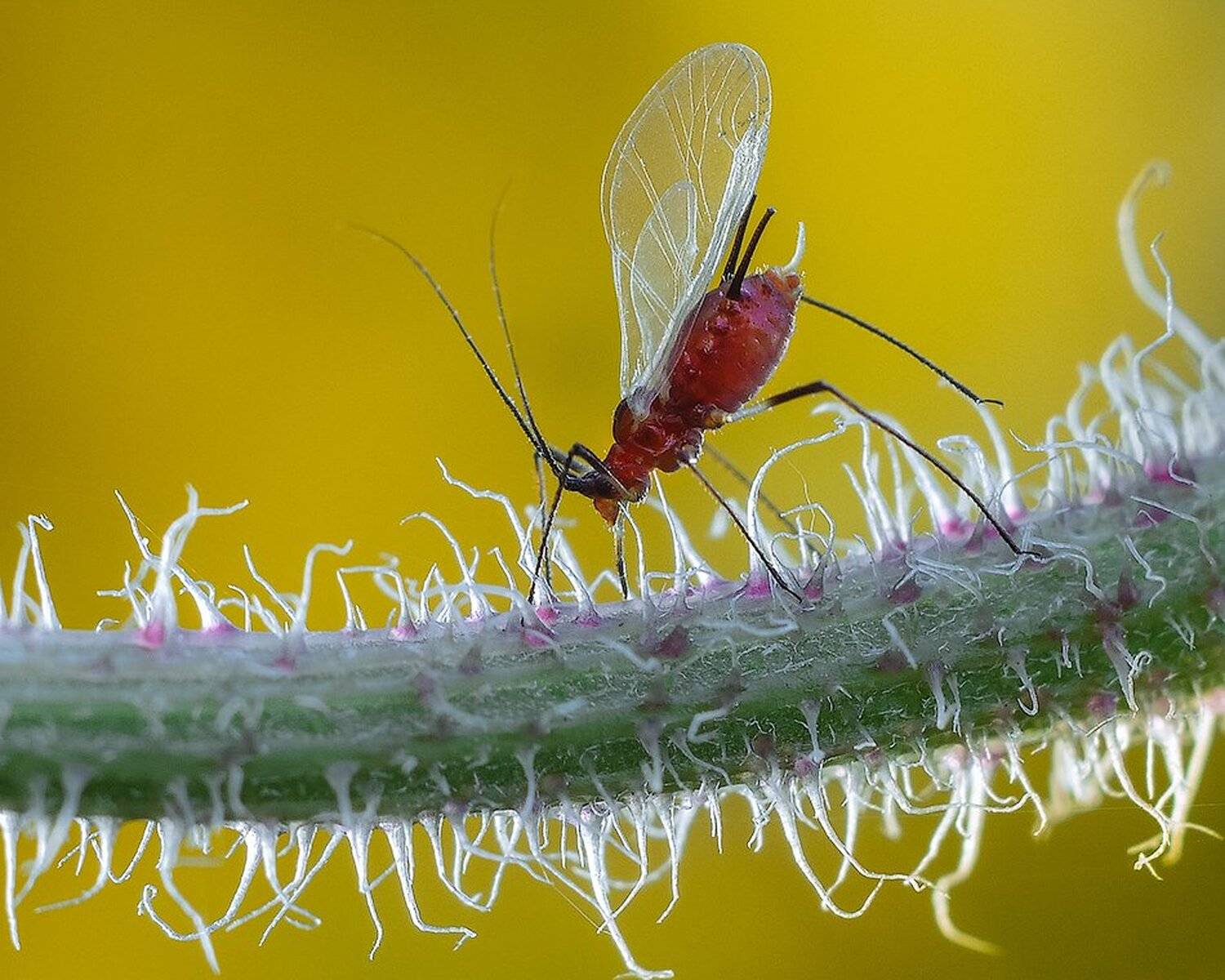 macro,макро, Евгений Лукашук