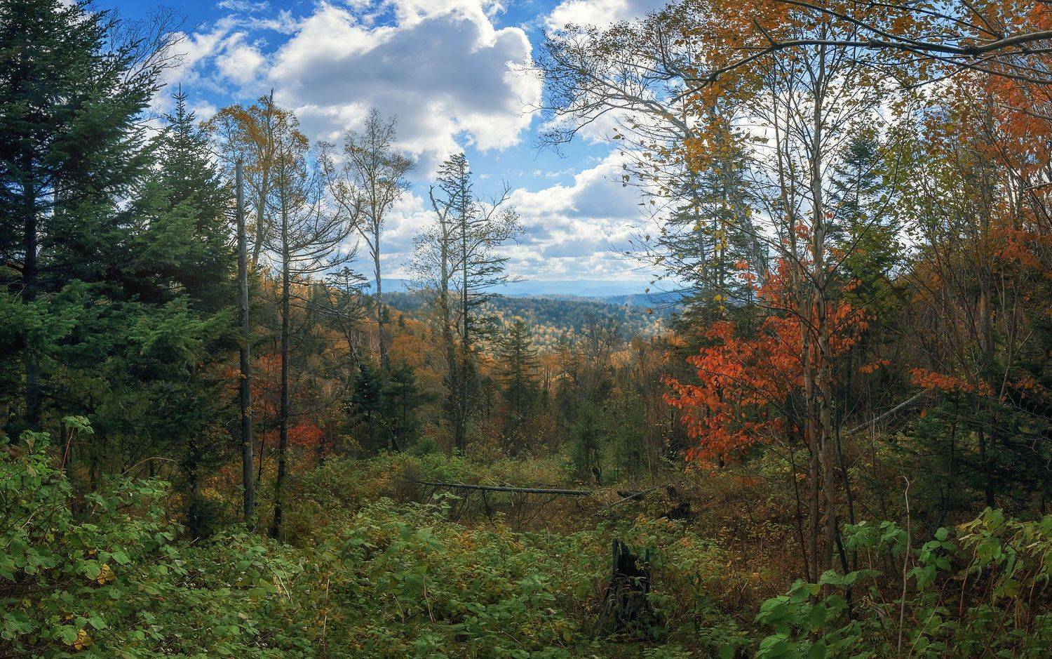 , Шинкарева Елена