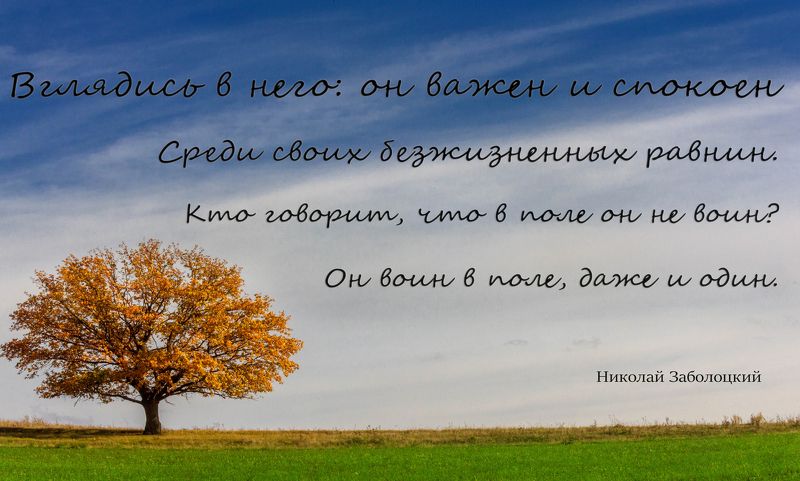 Дурная почва: слишком узловат      И этот дуб, и нет великолепья      В его ветвях. Какие-то отрепья      Торчат на нем и глухо шелестят.      Но скрученные намертво суставы      Он так развил, что, кажется, ударь —      И запоет он колоколом славы,       фото превью