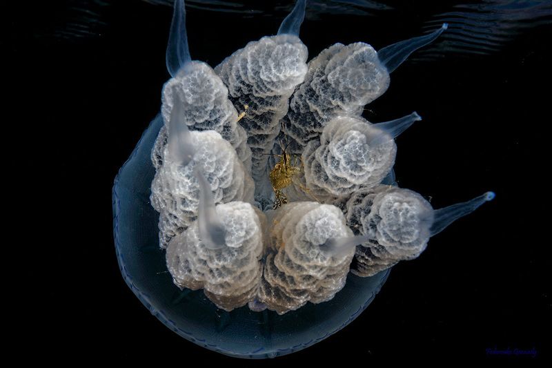 Планета Медуза фото превью