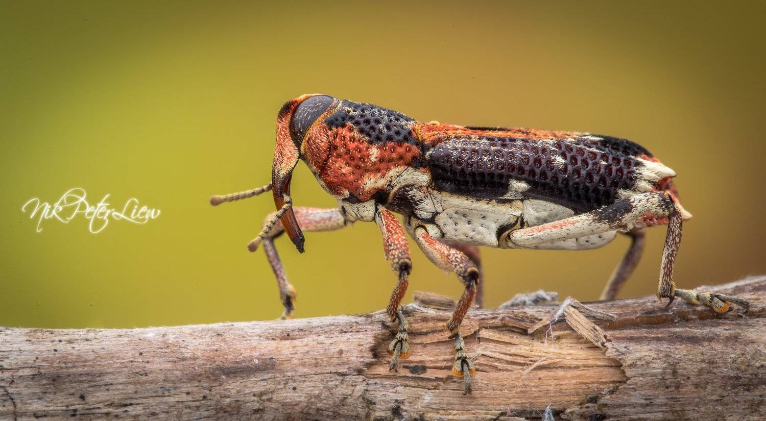 #macro #red weevil  #nature #npl, Nik Peter Liew