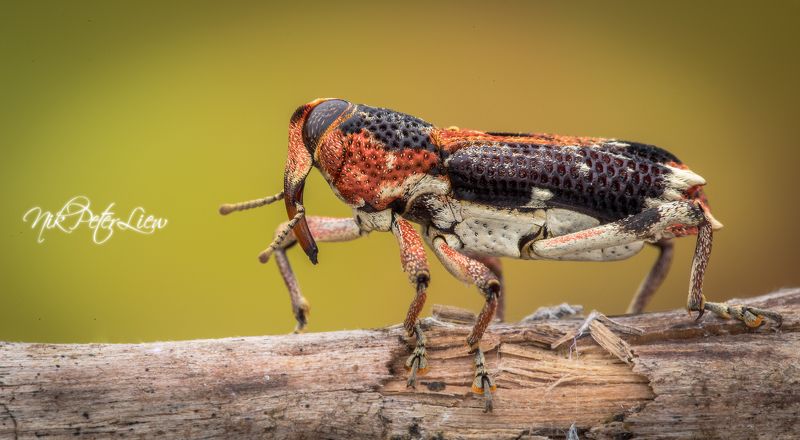 #macro #red weevil  #nature #npl Little RED Elephant  фото превью