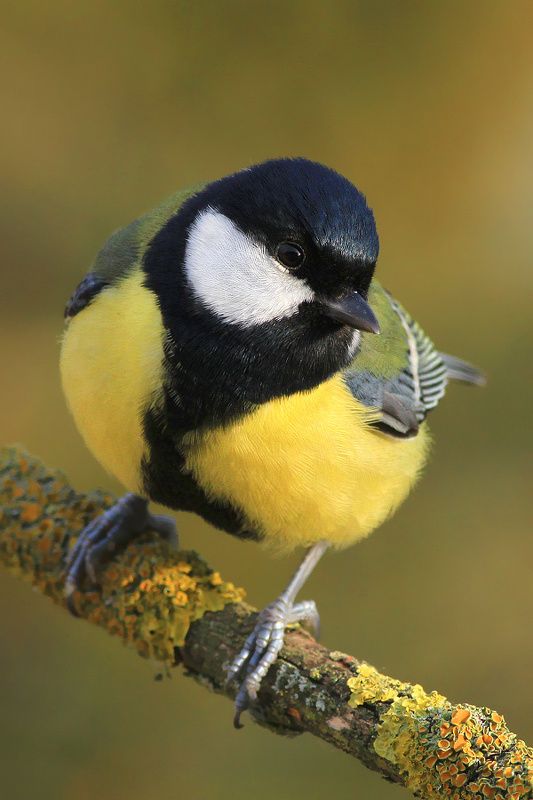 bird,wildlife,nature,winter,tree,color,scene,birds,wild,beauty,green,garden,branch,woods,natural Great tit фото превью