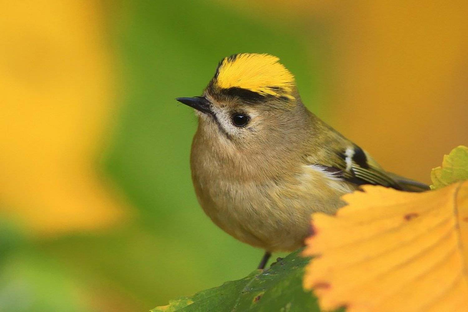bird,yellow,green,wildlife,nature,color,beautiful,scene,woods,scenery,autumn,wild,beauty,forest,birds,natural,king, Piotr G&oacute;rny