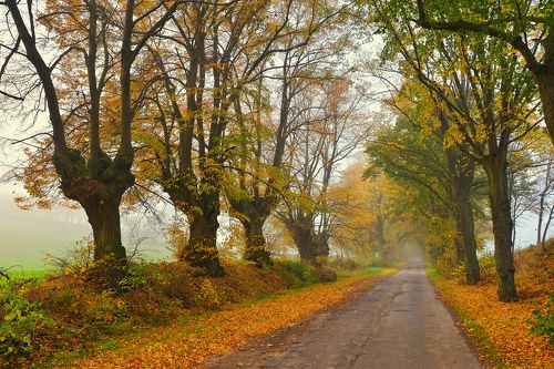 Autumn road
