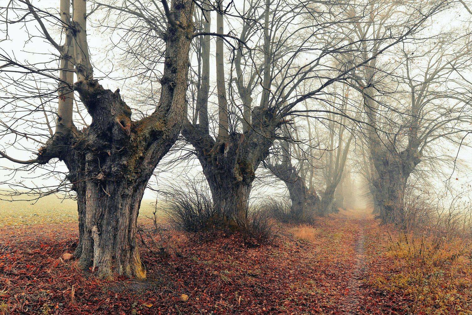 старые деревья old trees drzewa magic mist tree path alley autumn fall dranikowski 20mm, Radoslaw Dranikowski