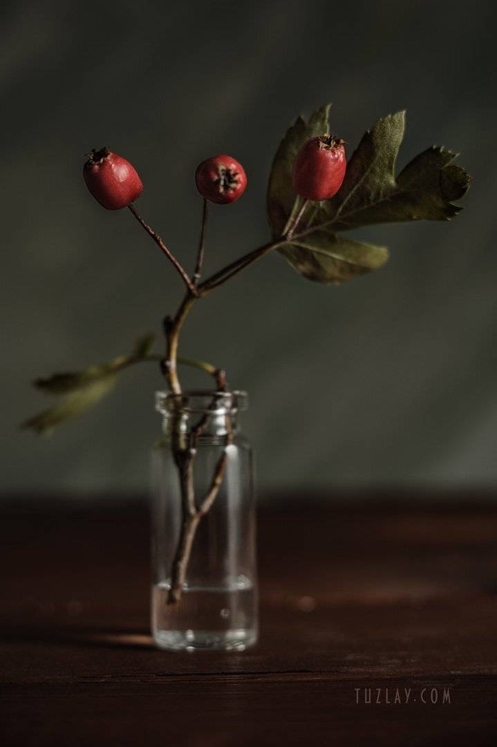 боярышник, флакон, пузырёк, красные ягоды, осень во флаконе, Владимир Тузлай