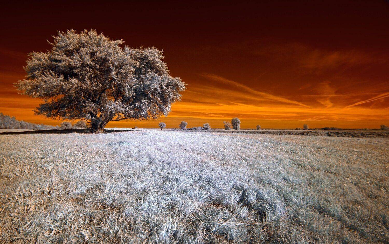 infrared,ик-фото,инфракрасное фото,инфракрасная фотография,пейзаж,природа,беларусь,осень,деревья, Sixten ( Сергей )