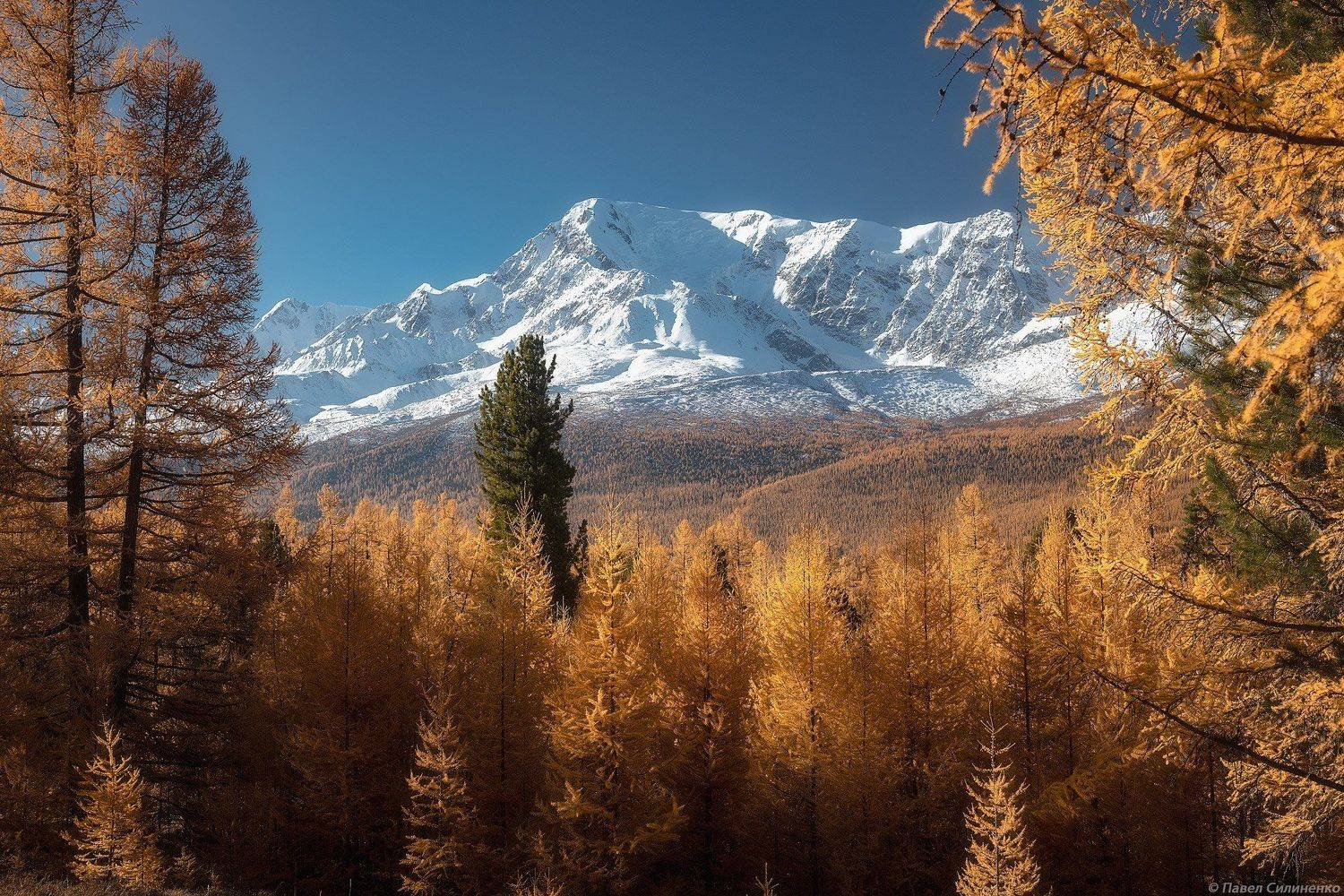 пейзаж, осень, лес, свет, солнце, желтый, алтай, горы, Павел Силиненко