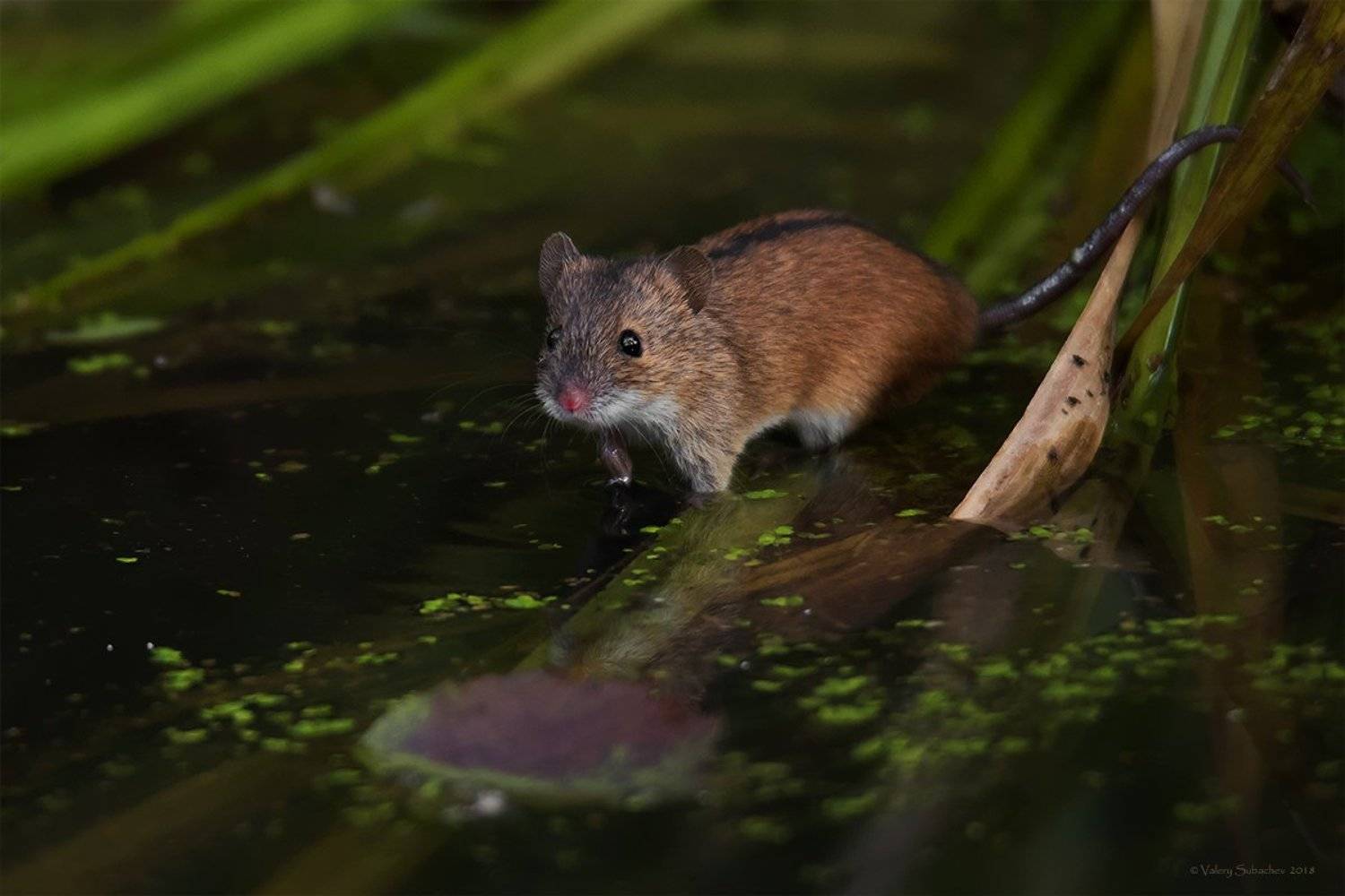 , Валерий Субачев