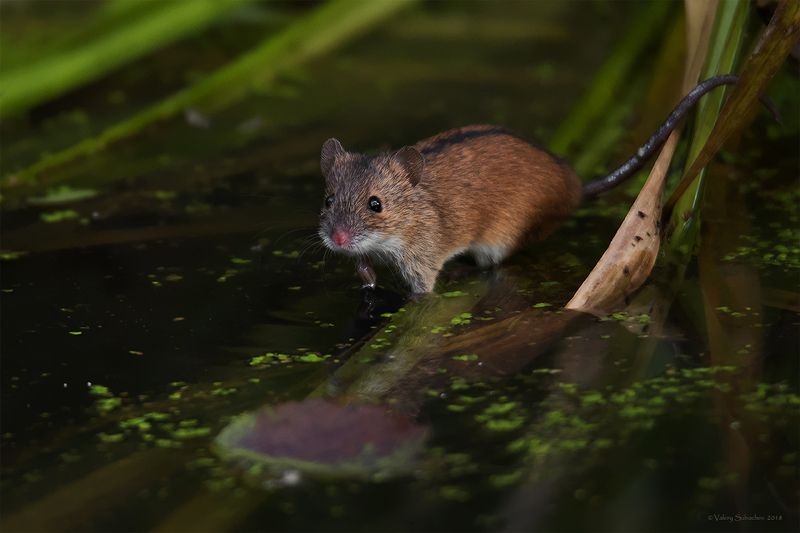 По колено фото превью