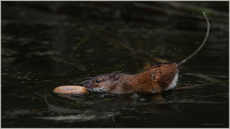 Спасательный круг фото превью