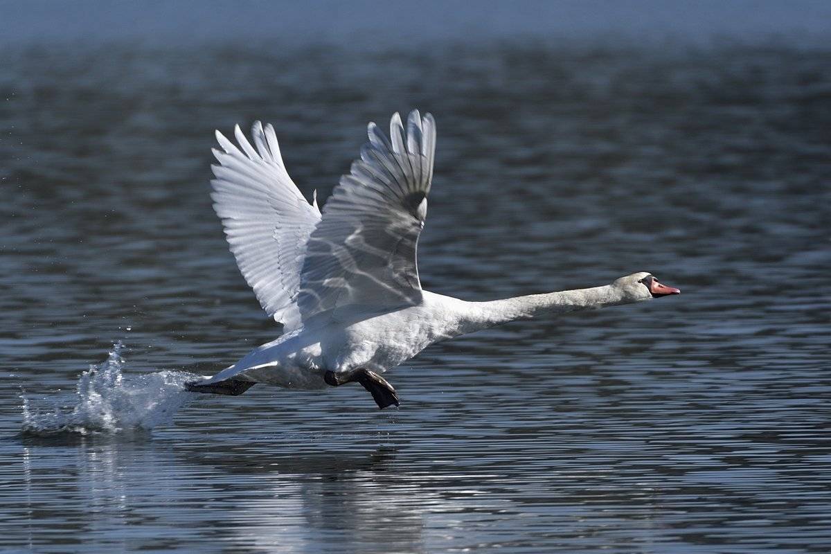 птицы birds, Jaroslav Mego