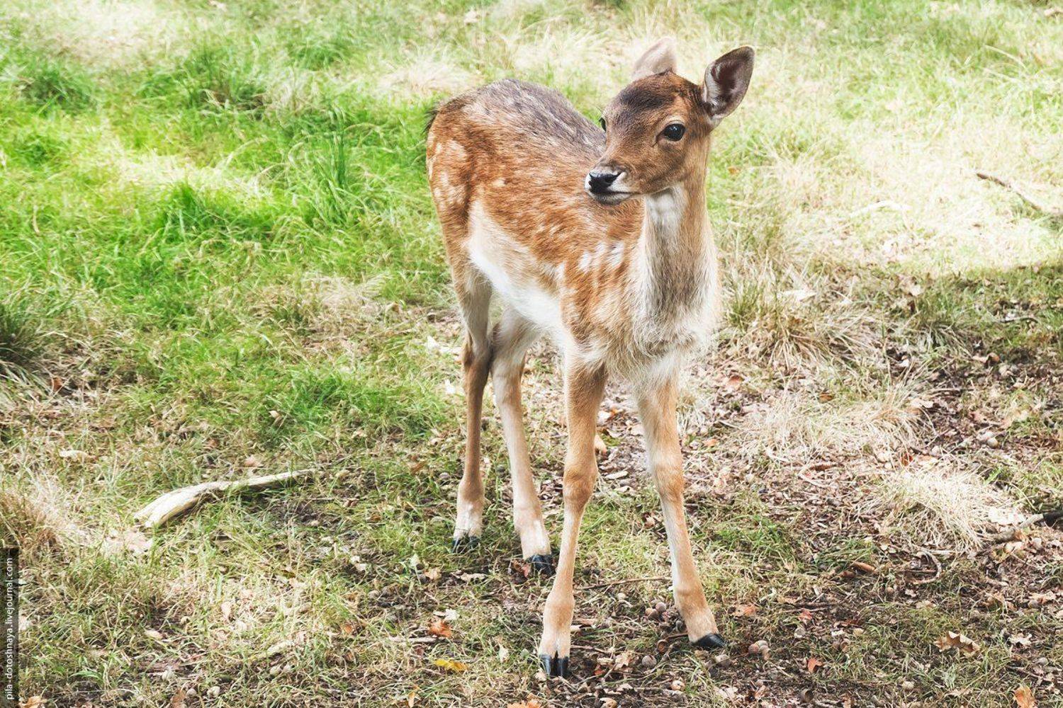 , Анна Аринова