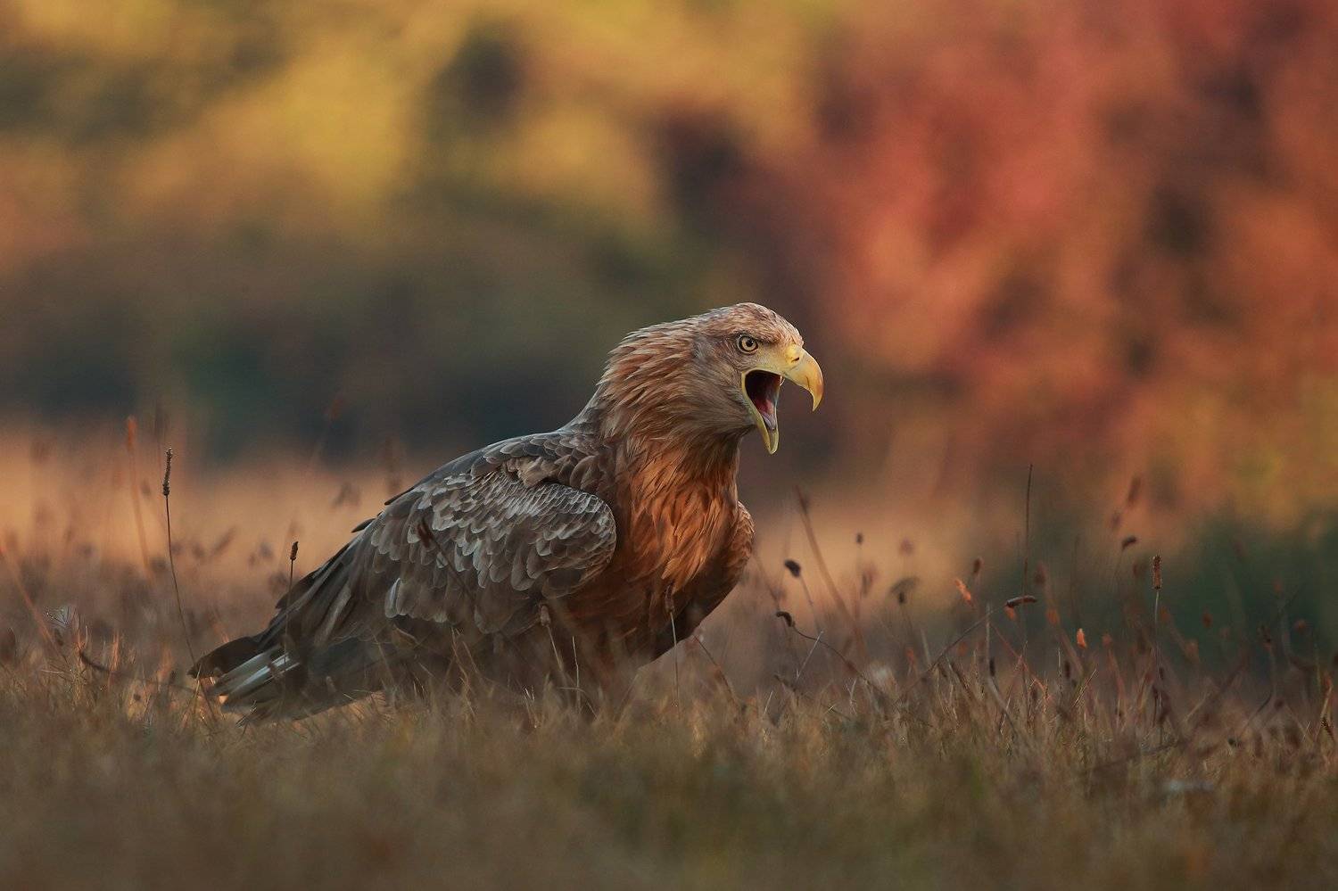 , Łukasz Sok&oacute;ł