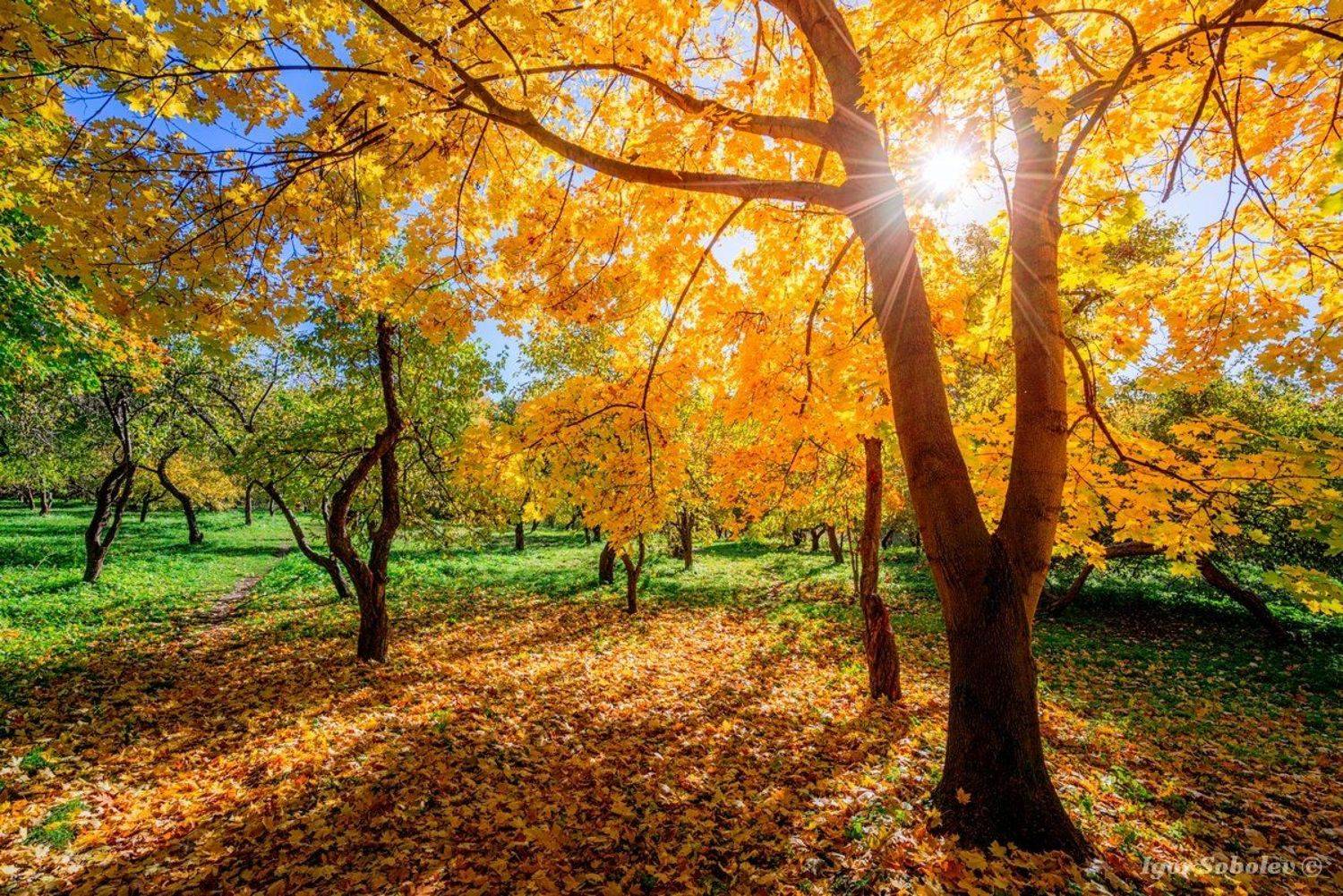 пейзаж, осень, парк, москва, Соболев Игорь