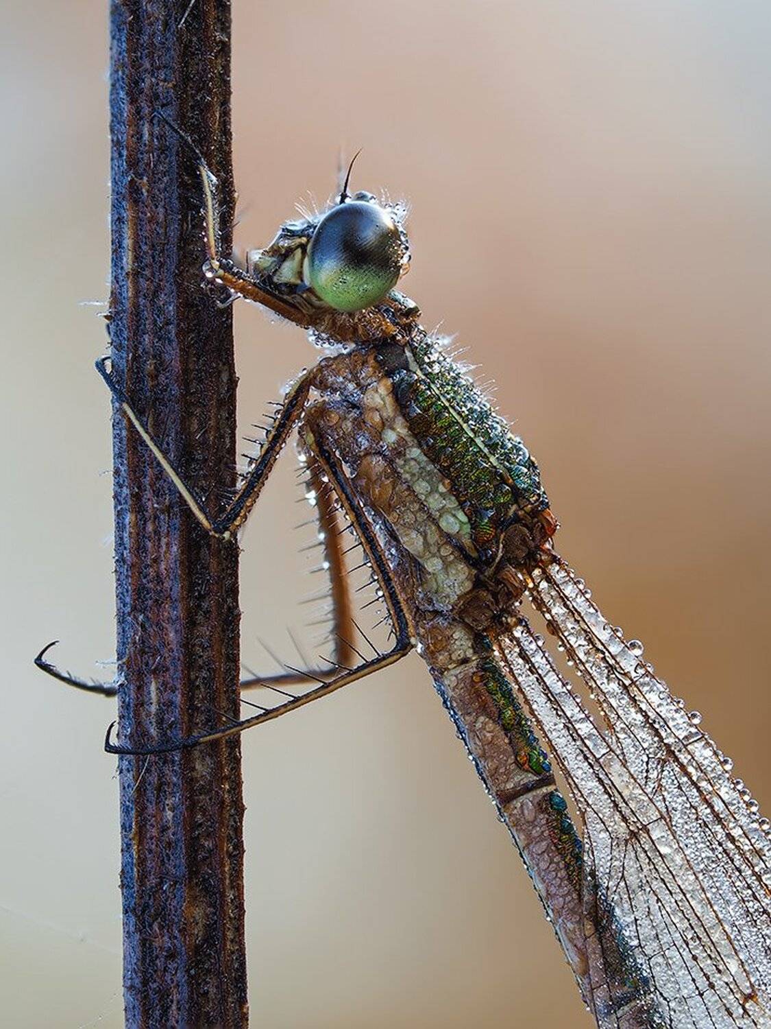 macro,макро, Евгений Лукашук