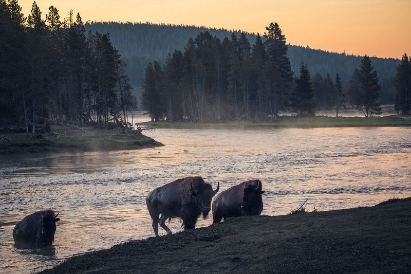 Morning Swim фото превью