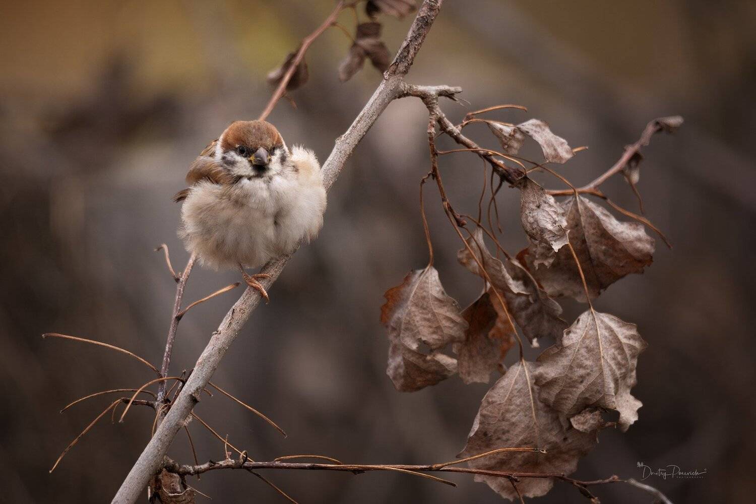 природа, лес, животные, птицы, Дмитрий Посевич
