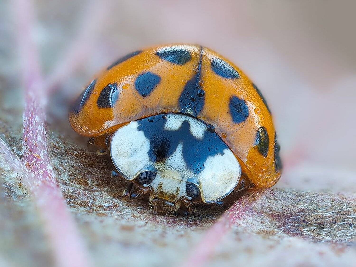 macro,макро, Евгений Лукашук